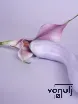 G pont vibrátor Svakom Margot Lilac Swirl - akkumulátoros, vízálló